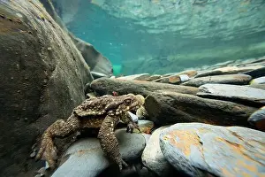 Cold Blooded Prints: An underwater view of a common toad or Bufo bufo navigating through smooth river rocks