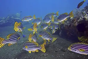 Sea Fish Prints: Underwater view of a group of striped fish