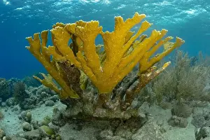Subaquatic Prints: An underwater view of a healthy coral reef teeming with diverse marine life in the clear blue waters near Bonaire