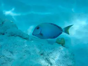 Reality Prints: Underwater view at a Ocean surgeon fish (Acanthurus bahianus) in the divers paradies