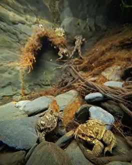 Amphibious Prints: Underwater view of a pair of Common toads or Bufo bufo amidst a tangle of roots during mating season