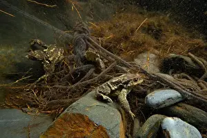 Amphibious Prints: Underwater view of a pair of Common toads or Bufo bufo amidst a tangle of roots during mating season