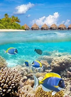 Images Dated 21st February 2014: Underwater view at tropical fish and reef, Maldives Island, Ari Atoll