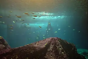 Beams Prints: Underwater world. Coral reef with fish