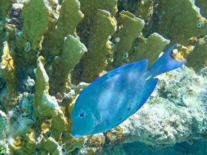 Reality Prints: Underwaterphotography of a Blue doctorfish against yellow corals (Acanthurus coeruleus)