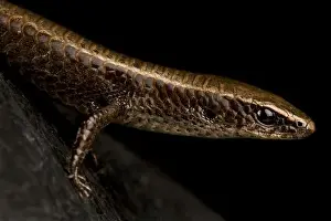 Tegu Prints: Underwood's spectacled tegu (Gymnophthalmus underwoodi)