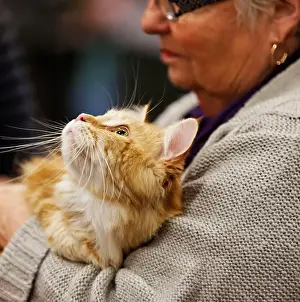 Printemps Prints: Une femme âgée avec un chat dans la main