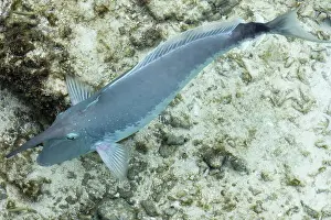Fish Reef Prints: UNICORN FISH IN THE MALDIVES REEF