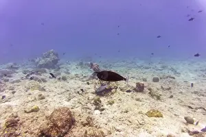 Animal Head Prints: Unicorn Surgeonfish in the coral reef of Maldives island