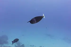 Animal Head Prints: Unicorn Surgeonfish in the coral reef of Maldives island