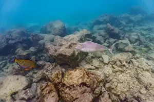 Animal Head Prints: Unicorn Surgeonfish in the coral reef of Maldives island