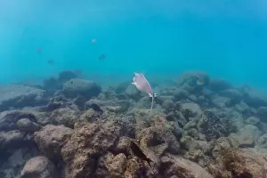 Animal Head Prints: Unicorn Surgeonfish in the coral reef of Maldives island