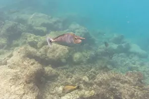 Big Island Prints: Unicorn Surgeonfish. Tropical and coral sea fish