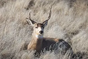 Wild Ungulate Prints: A unique Mule Deer (Odocoileus hemionus)
