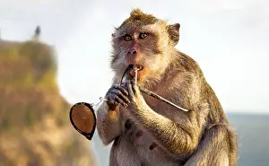 Macaque Prints: Unique portrait of a young monkey playing with stolen sun glasses