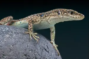 Unisex Prints: Unisex lizard / darevskia unisexualis the population of these lizards exists of only females