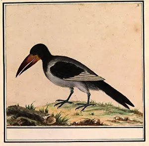 Praag Prints: Unknown bird. Draughtsman: Anselmus Boëtius de Boodt