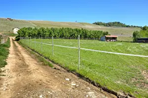 Piedmont Prints: Unpaved rural road runs along green pasture towards hills with vineyards in spring in Piedmont