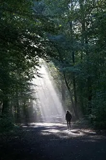 Silhouetted Prints: unrecognizable jogger running through dark wood silhouetted against shaft of sunlight