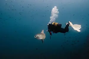 Focusing Prints: An unrecognizable scuba diver hovers in the deep blue ocean alongside a Mola mola