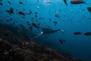 Dive Site Prints: An unrecognizable scuba diver, illuminated by a flashlight