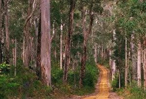 Unsealed road winding through forest of Karri and Jarrah trees (Eucalyptus diversicolor and Eucalyptus marginata)