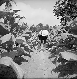 Regionalism Prints: [Untitled, possibly related to: White sharecropper