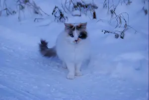 Lovable Prints: An unusual three-colored cat with blue eyes is sitting on the snow