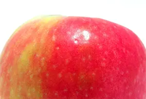 Temptation Prints: upper half of red apple
