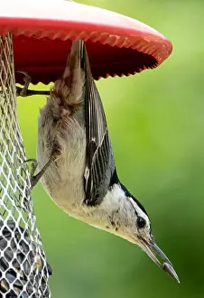 Wild Bird Prints: Upside down bird