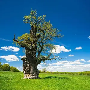 Gross Prints: Uralte knorrige hohle solitäre Eiche (Quercus robur) im Frühling