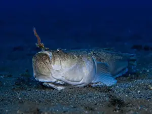 Snorkeling Underwater Prints: Uranoscopus scaber fish has got a bait ins his mouth that use hunt its preys