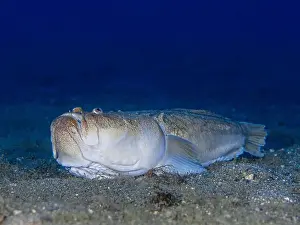 Snorkeling Underwater Prints: Uranoscopus scaber fish has got a bait ins his mouth that use hunt its preys