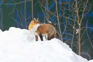 Vulpes Prints: Urban fox in front of graffiti wall