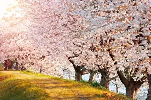 Urui River, Shizuoka, Japan lined with cherry trees in spring season