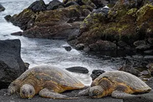 Big Island Prints: USA, Big Island, Hawaii. Two green sea turtles on beach. They are endangered