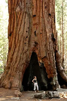 Redwood Prints: Usa California Redwood Tree Mariposa Grove Yosemite National Park Woman Standing Huge Tree Forest Nature Trunk United