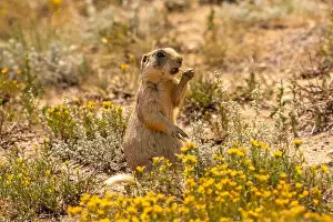Cathy And Gordon Illg Prints: USA, Colorado, Arapaho National Wildlife Refuge