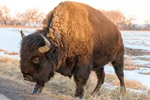 Denver Prints: USA, Colorado, Denver. Bison grazing edge of auto tour road Rocky Mountain Arsenal National Wildlife Refuge
