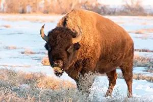 Denver Prints: USA, Colorado, Denver. Bison grazing edge of auto tour road Rocky Mountain Arsenal National Wildlife Refuge