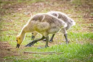 Fort Collins Prints: USA, Colorado, Fort Collins. Canada goose goslings on ground