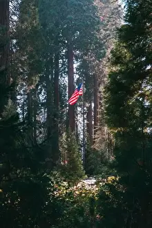 Hiking Trails Prints: USA flag, Sequoia National Park