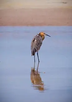 Golden Light Prints: USA, Florida, Fort de Soto, a Reddish Egret standing in the water in early morning golden light with reflection