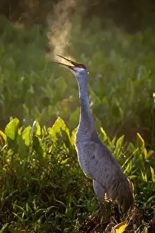 Chilly Prints: USA, Florida. Sandhill crane standing tall calling out in the early morning winter air