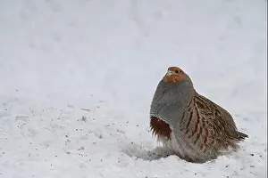 Howie Garber Prints: USA, Idaho. Hungarian partridge often visit the dropping from our bird feeders