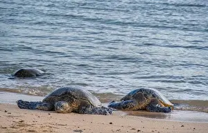 Green Turtle Prints: USA, Kauai, Hawaii. Endangered green sea turtles on Kauai south shore