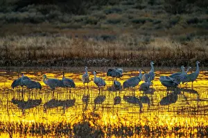 Sandhill Crane Prints: USA, New Mexico, Bosque Del Apache National Wildlife Refuge
