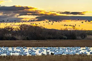 Snow Goose Prints: USA, New Mexico, Bosque Del Apache National Wildlife Refuge