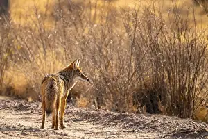 Cathy And Gordon Illg Prints: USA, New Mexico, Bosque Del Apache National Wildlife Refuge