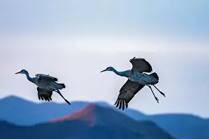 Sandhill Crane Prints: USA, New Mexico, Bosque Del Apache National Wildlife Refuge